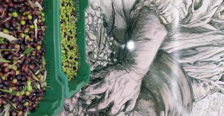 Sarteano: Visit to the Mill and Olive Oil Tasting - Experience Details