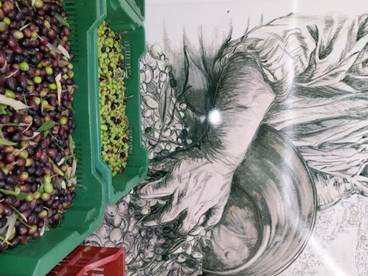 Sarteano: Visit to the Mill and Olive Oil Tasting - Activity Description