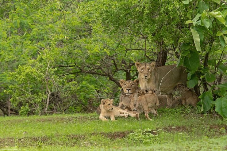 Sasan Gir: Devalia Park Safari With Skip-The-Line Access - Activity Details