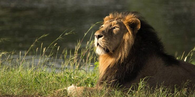 Sasan Gir: Devalia Park Safari With Skip-The-Line Access - Location Information