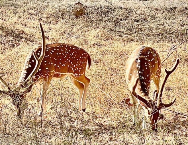 Sasan Gir: Devalia Park Safari With Skip-The-Line Access - Safari Experience
