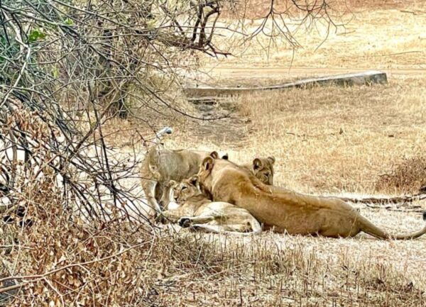 Sasan Gir: Devalia Park Safari With Skip-The-Line Access - Directions