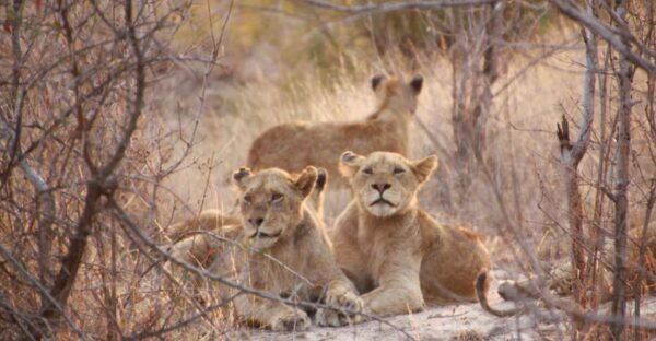 Sasan Gir: Devalia Park Safari With Skip-The-Line Access - The Sum Up
