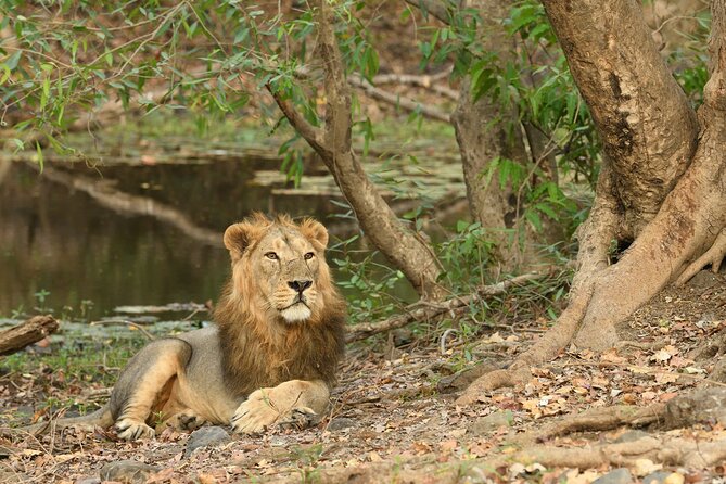 Sasan Gir Skip-the-Line Weekend Tour Package for 1 Night / 2 Days - Safari Experience