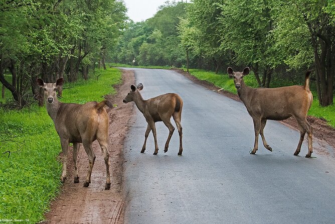 Sasan Gir Skip-the-Line Weekend Tour Package for 1 Night / 2 Days - Pickup and Drop-off Information