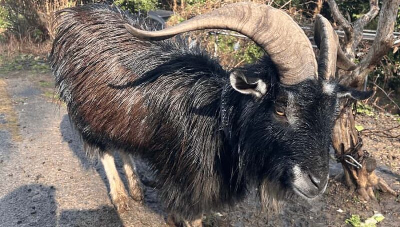 Sasebo: Farmhouse Visit with Goats, Tea, and Lunch - Good To Know