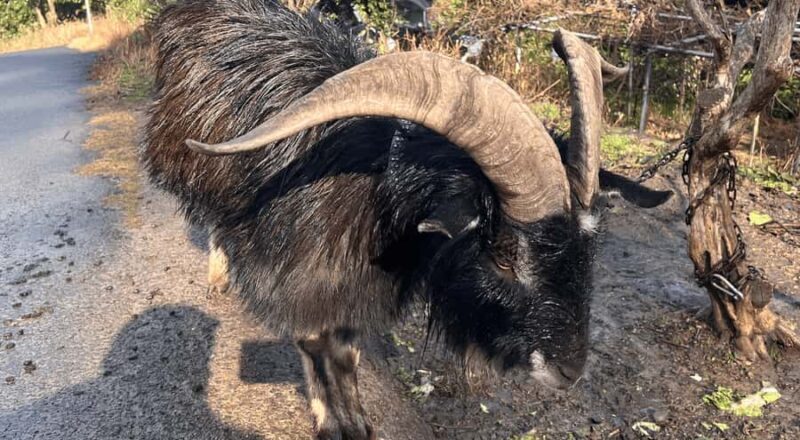 Sasebo: Farmhouse Visit with Goats, Tea, and Lunch - An Authentic Taste of Japan’s Countryside