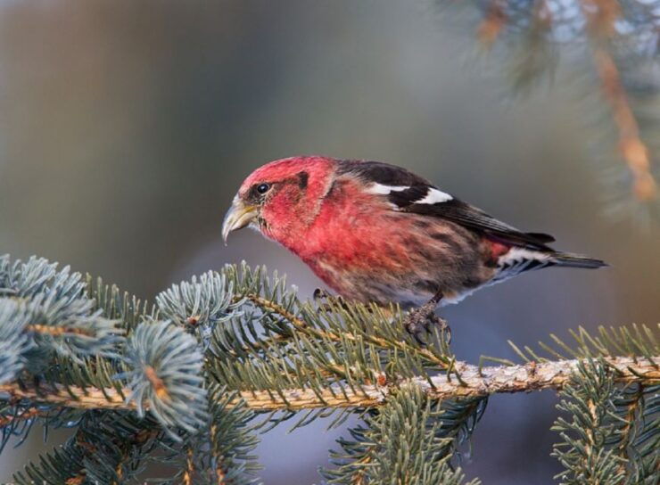 Saskatoon: Birdwatching Tour in President Murray Park - Experience Highlights