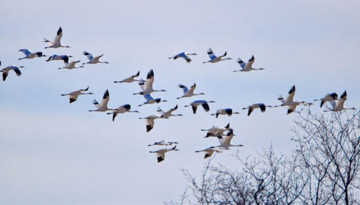 Saskatoon, Canada: 8-Hour Tour to View Whooping Cranes - Tour Duration and Cancellation Policy