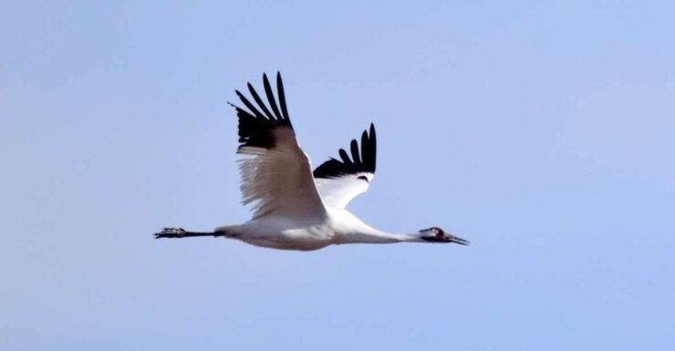 Saskatoon, Canada: 8-Hour Tour to View Whooping Cranes - Live Tour Guide and Accessibility