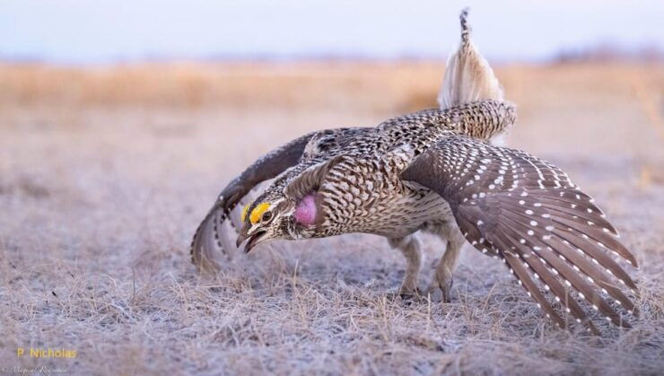 Saskatoon: Dancing Grouse Photography Tour - Good To Know