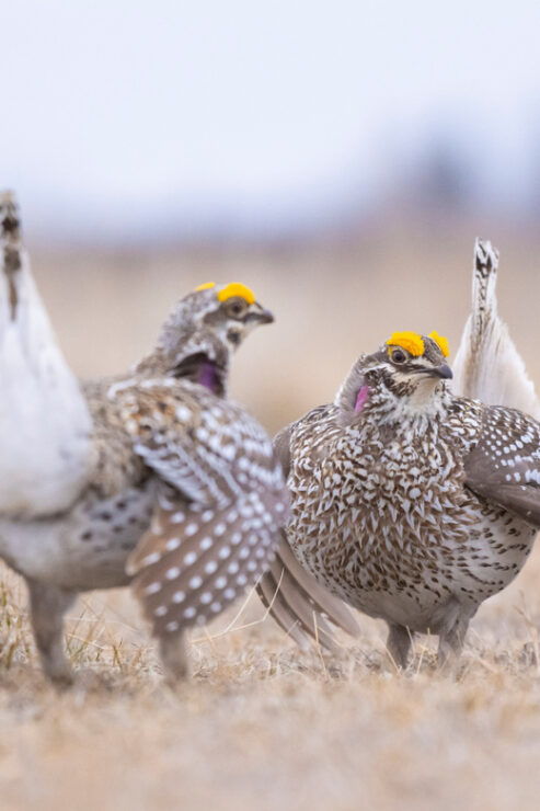 Saskatoon: Dancing Grouse Photography Tour - Itinerary