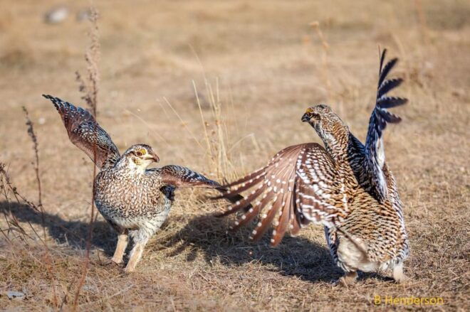 Saskatoon: Dancing Grouse Photography Tour - What to Bring