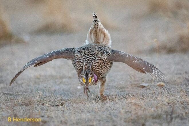 Saskatoon: Dancing Grouse Photography Tour - Meeting Point and Directions