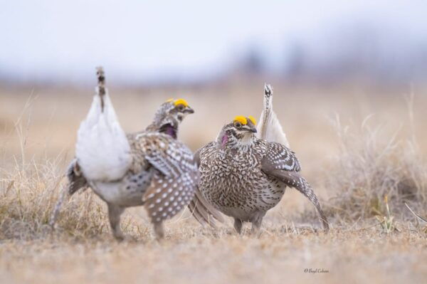 Saskatoon: Dancing Grouse Photography Tour - Group Size and Accessibility