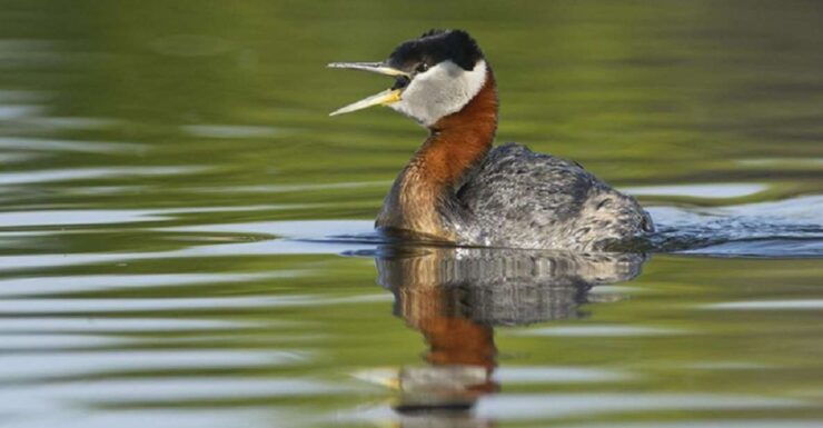 Saskatoon: Donna Birkmaier Park Birding and Walking Tour - Booking Details