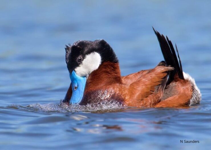 Saskatoon: Donna Birkmaier Park Birding and Walking Tour - Experience Highlights