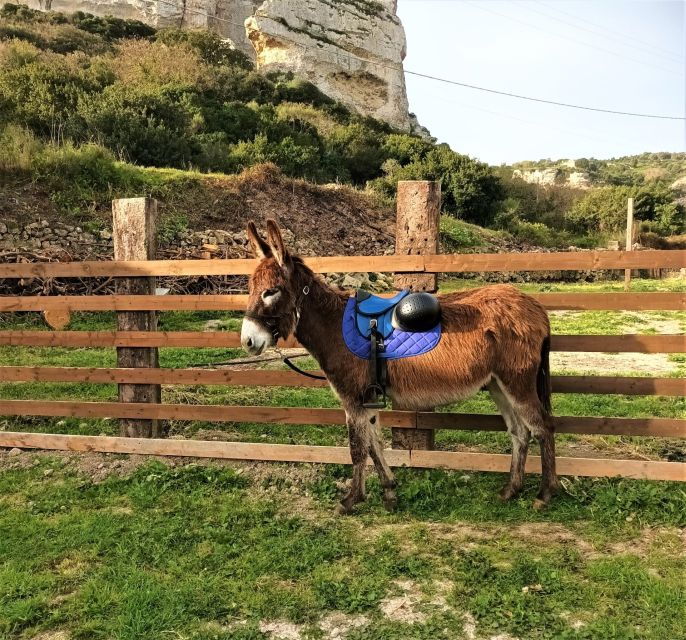 Sassari: Hiking With Donkeys in Cargeghe and Aperitif - A Family-Friendly Adventure