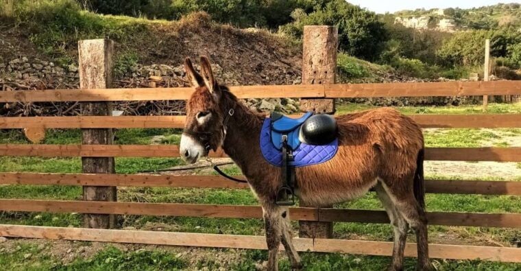 Sassari: Hiking With Donkeys in Cargeghe and Aperitif - Hiking Itinerary and Key Stops