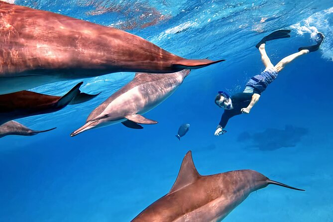 Sataya Dolphin House Snorkel Trip - Marsa Alam - What To Expect