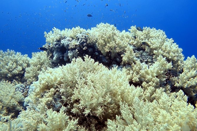 Sataya Overnight - Inclusions
