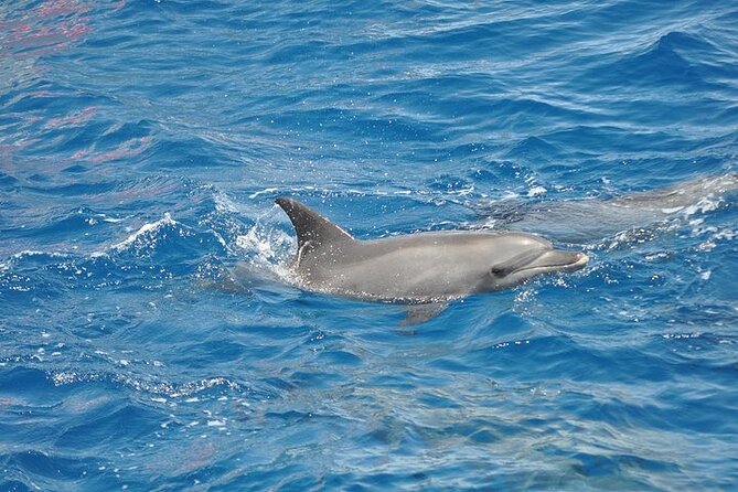 Satayeh Reef , Swimming With Dolphins, Snorkeling in Marsa Alam - Additional Details