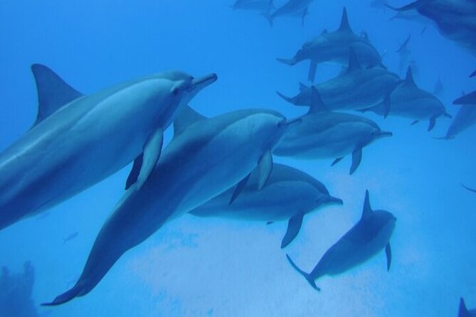 Satayeh Reef , Swimming With Dolphins, Snorkeling in Marsa Alam - Cancellation Policy