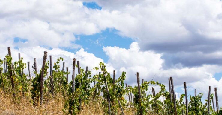 Saturnia: Tuscan Farm Tour With Wine Tasting - Booking Information