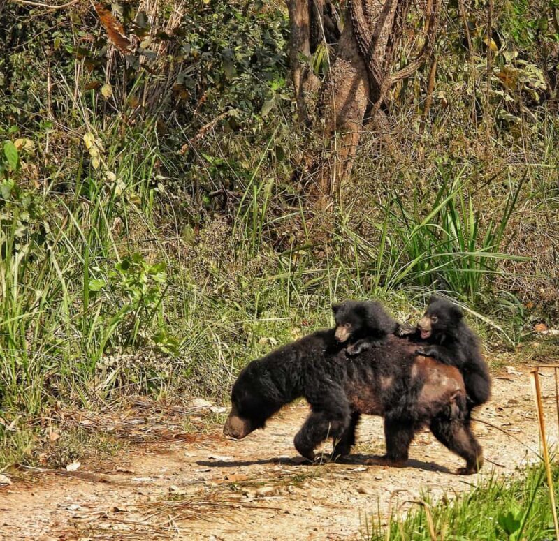 Sauraha: Jungle Walk with Local Guide in Bufferzone - What Travelers Love (According to Reviews)