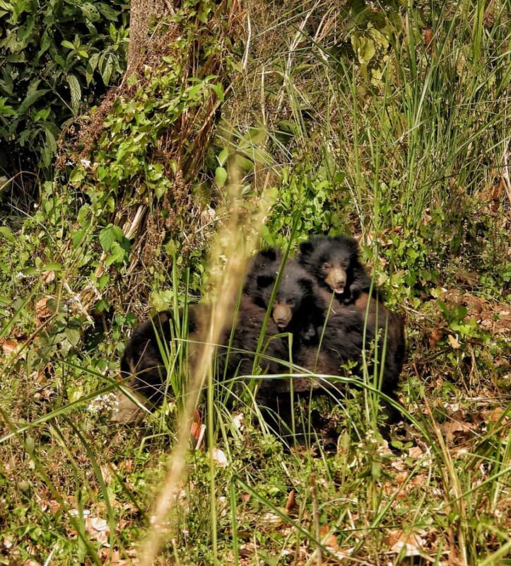 Sauraha: Jungle Walk with Local Guide in Bufferzone - Final Thoughts