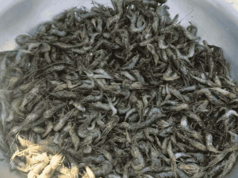 Sauraha: Museum Tour and 12+ Food Tasting of Tharu culture - The Sum Up