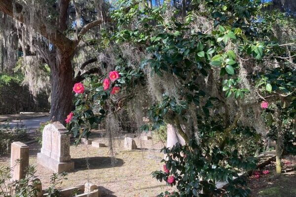 Savannah: Bonaventure Cemetery Golf Cart Guided Tour - Price and Cancellation Policy