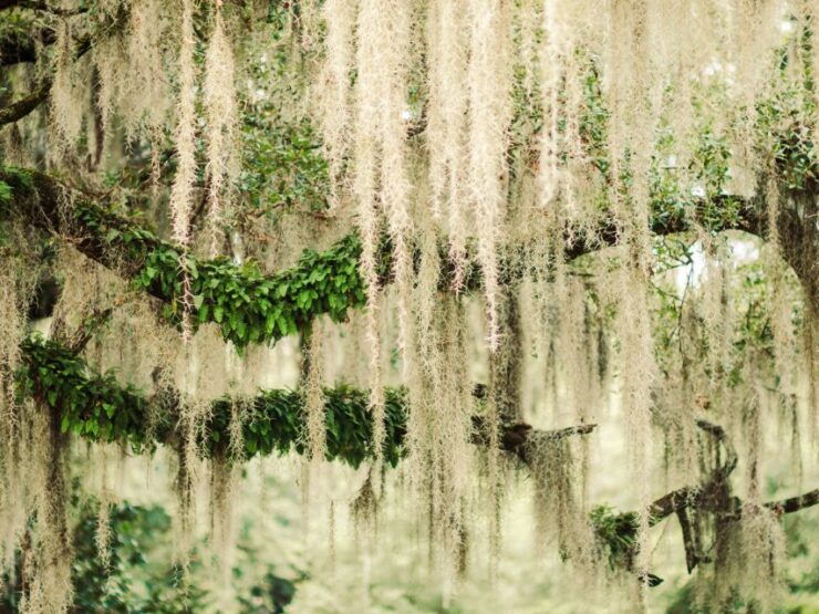 Savannah: Bonaventure Cemetery Tour - Experience