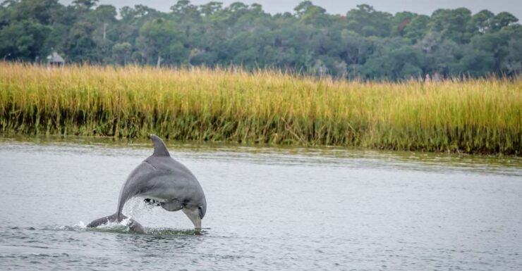 Savannah: Dolphin Spotting and Wildlife Eco Cruise - Tour Overview