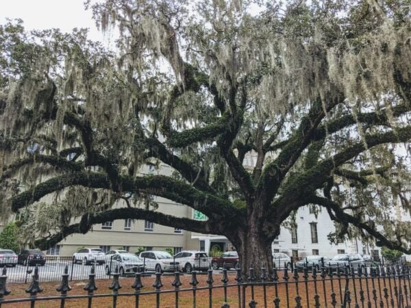 Savannah: Private Guided Highlight's Tour - Fort Pulaski and Its History
