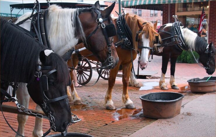 Savannah Scavenger Hunt Walking Tour and Game - Booking Information