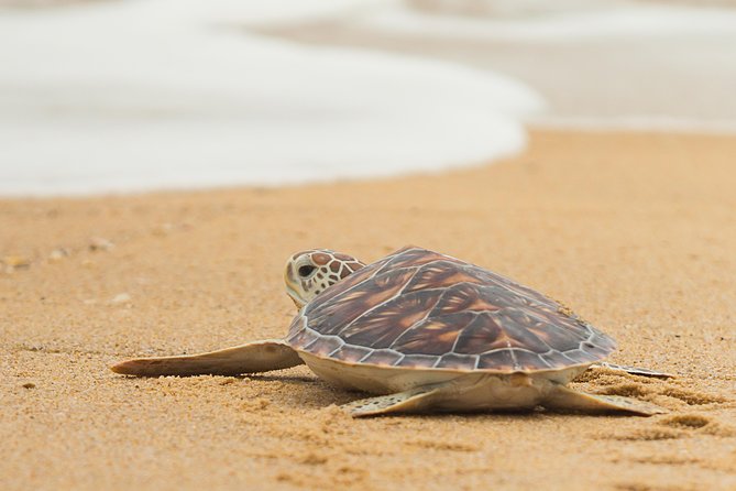 Savannah to Tybee Island With Dolphin Cruise - Dolphin Cruise Experience