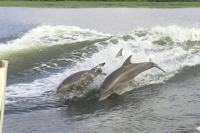 Savannah to Tybee Island With Dolphin Cruise - Feedback on Transportation and Logistics