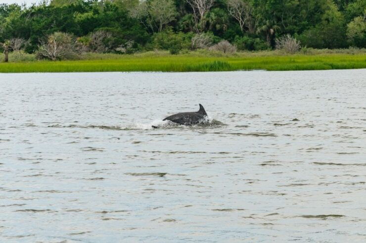 Savannah: Tybee Island Dolphin Tour - Experience Highlights