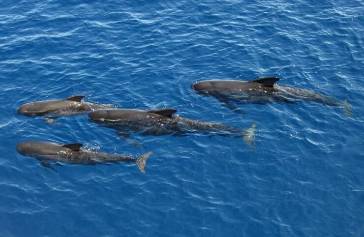 Savona: Pelagos Sanctuary Guided Cetacean Watching Tour - Activity Details
