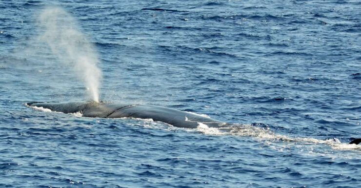 Savona: Pelagos Sanctuary Guided Cetacean Watching Tour - Experience Highlights