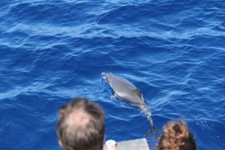 Savona: Pelagos Sanctuary Wildlife Cruise With Guide - Activity Details
