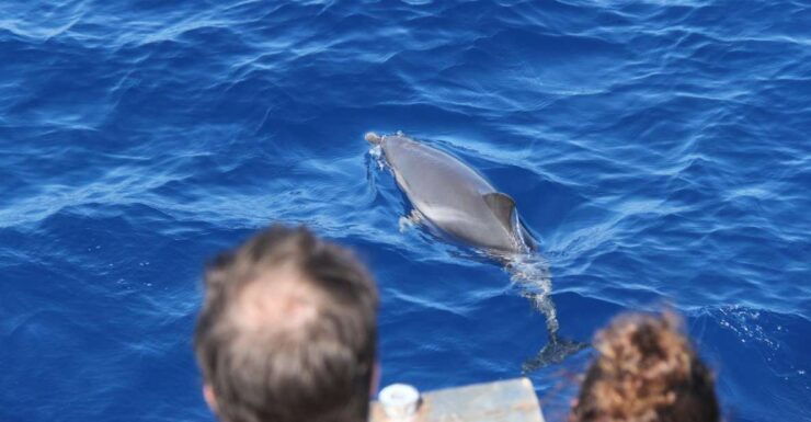 Savona: Pelagos Sanctuary Wildlife Cruise With Guide - Experience Highlights