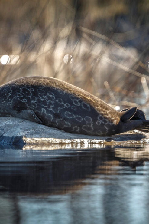 Savonlinna: Evening Photography Tour on Lake Saimaa - Wildlife Encounter Highlights