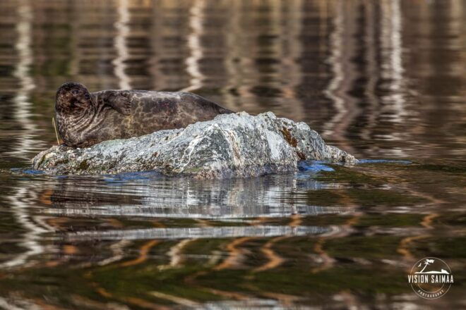Savonlinna: Evening Photography Tour on Lake Saimaa - Important Tour Details