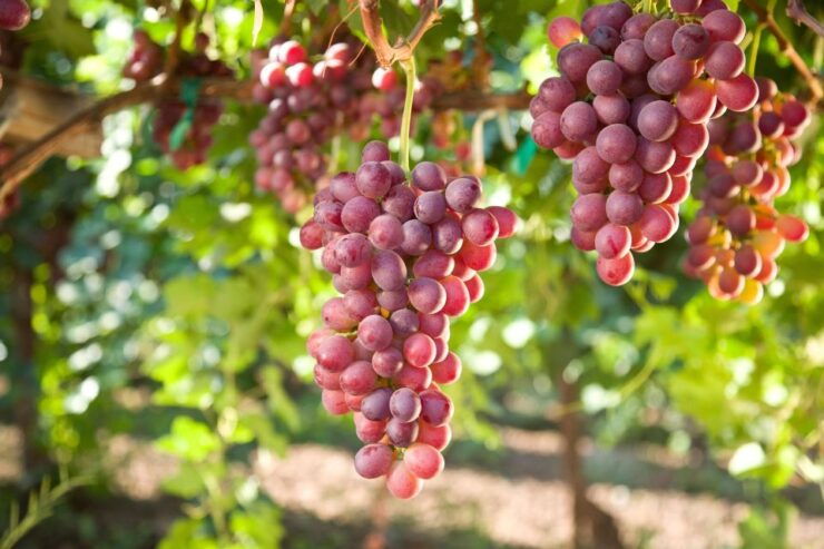Savor Rhodes: 11-Dish Wine Pairing and Cooking Adventure - Culinary and Cultural Delights