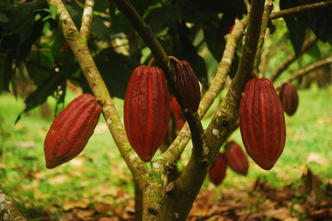 Savor the Sweetness: Yojoa Lake Chocolate Adventure - Location Details