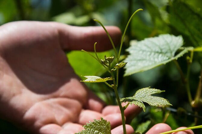 Savoring Luján De Cuyo: a Culinary and Wine Exploration - Cultural Immersion