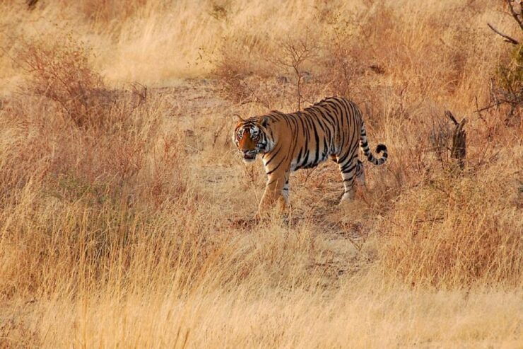Sawai Madhopur: Ranthambore Guided Safari Trip - Booking and Cancellation Options