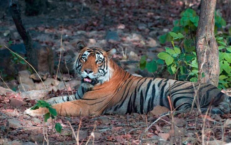 Sawai Madhopur: Ranthambore Guided Safari Trip - Safari Experience
